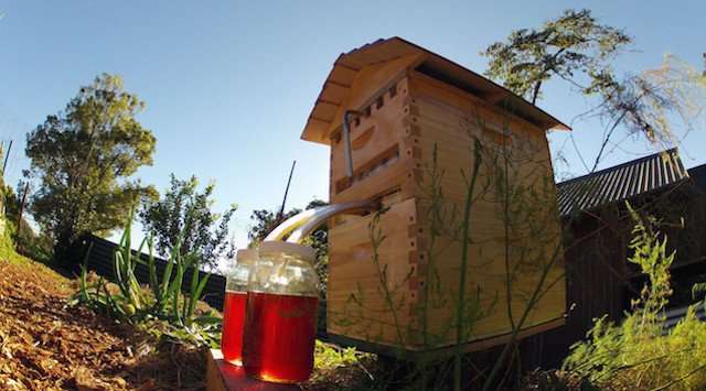 Flow Frames: A father and son revolutionize beekeeping and put honey o