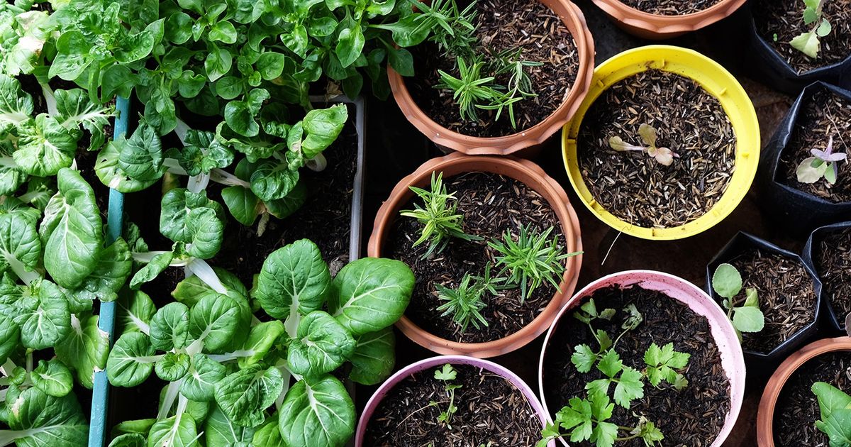 The Challenges of Growing Vegetables in Containers and How to Overcome Them  - Food Gardening Network
