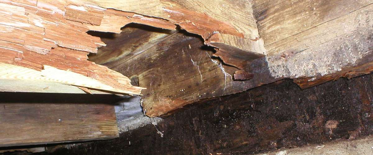 Dry Rot in Homes - The Identification, Treatment, Prevention & Repair of Dry Rot