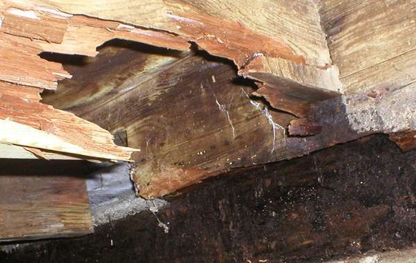 Dry Rot in Homes - The Identification, Treatment, Prevention & Repair of Dry Rot